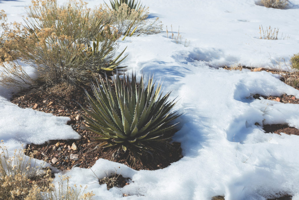 Agave Berwintern Tipps F R Winterharte Und Frostempfindliche Arten