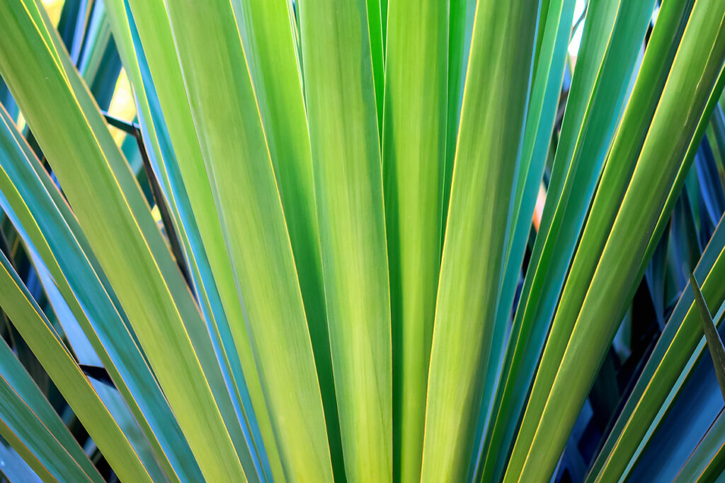 Yucca Palme bekommt gelbe Blätter Woran kann das liegen