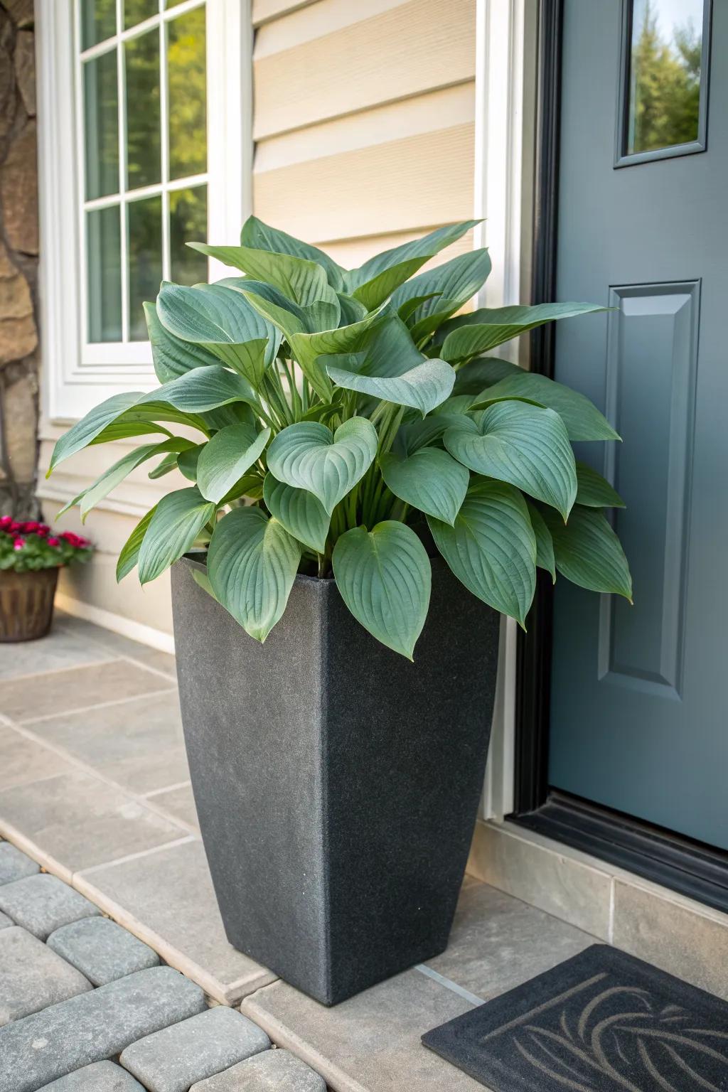 Hostas in Pots Ideas: Create a Lush Patio Retreat