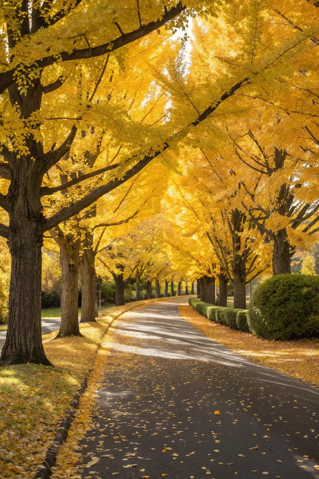 Driveway Tree Ideas: Boost Curb Appeal Easily With These Smart Tips