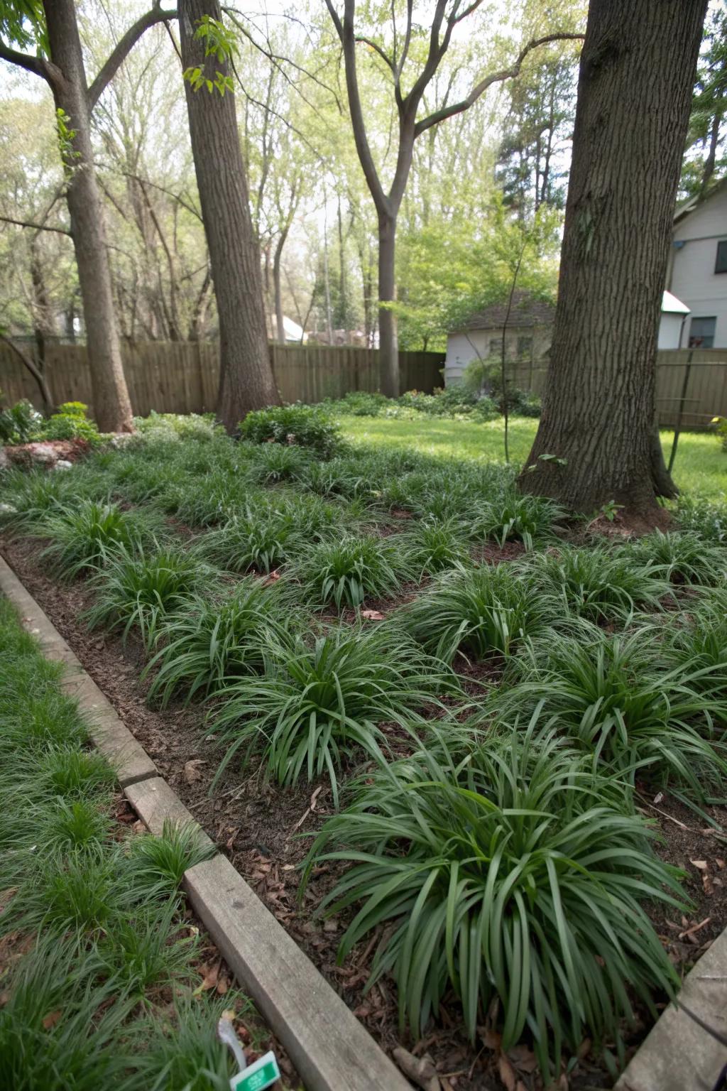 18+ Liriope Landscape Design Ideas: Refresh Your Garden Look Instantly