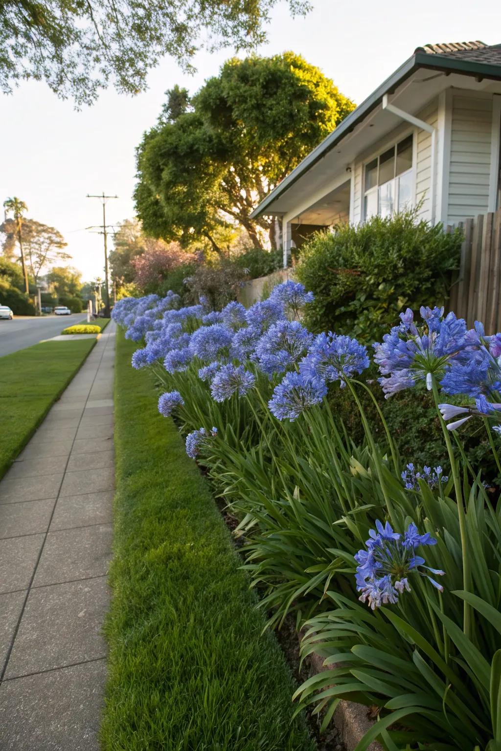 Front Yard Landscaping with Agapanthus: Fresh Ideas to Try Today