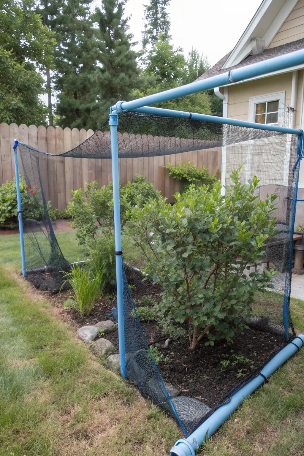 8+ Blueberry Cage Ideas: Simple Ways to Protect Your Harvest