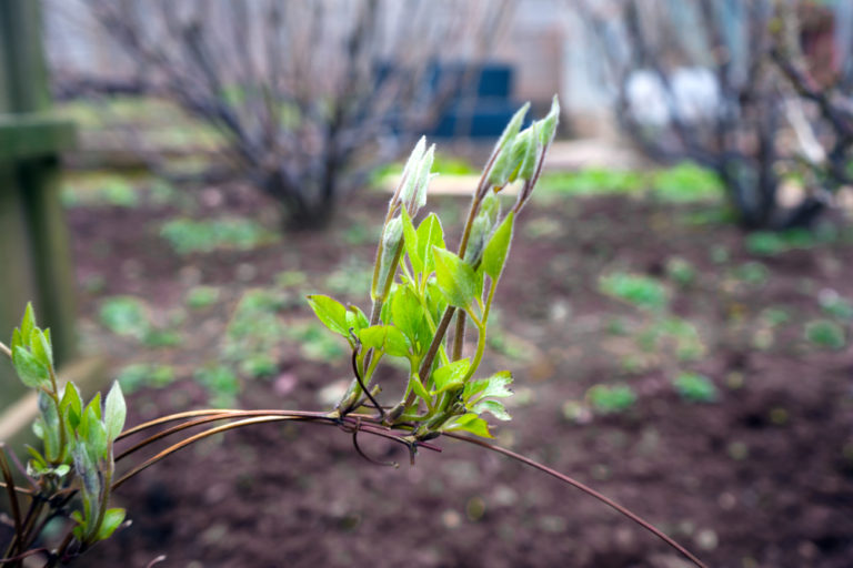 Clematis über Ableger vermehren So ziehen Sie neue Waldreben