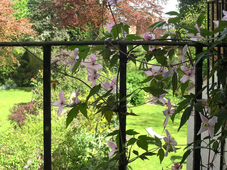 Rankhilfe für Clematis Diese Kletterhilfen mag die Waldrebe