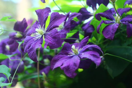 47+ Clematis Für Schatten, Je nach art und sorte sind clematis zwar