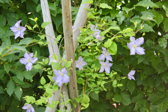 Clematis Die richtige Unterpflanzung für die Waldrebe