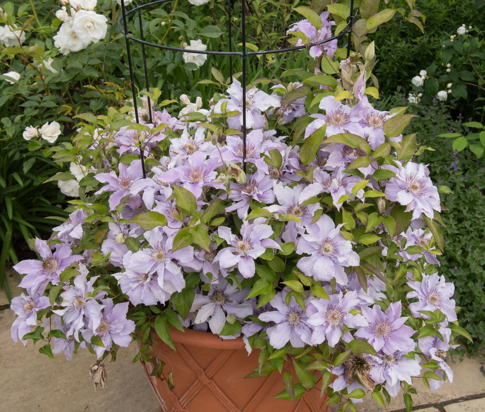 clematis-im-kuebel