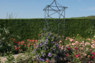 Clematis Die richtige Unterpflanzung für die Waldrebe