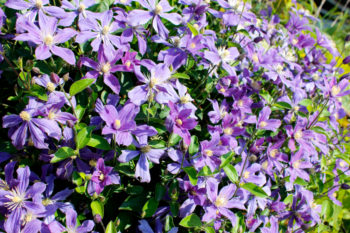 clematis-pflanzabstand