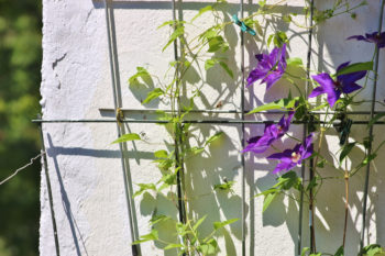 Clematis Pflanzen So Bauen Sie Sie In Ihrem Garten An