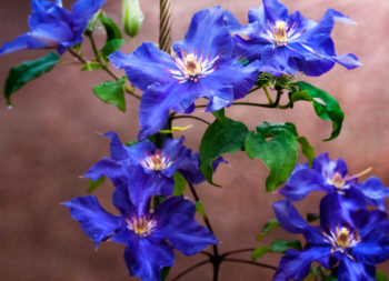 Rankhilfe für Clematis - Diese Kletterhilfen mag die Waldrebe