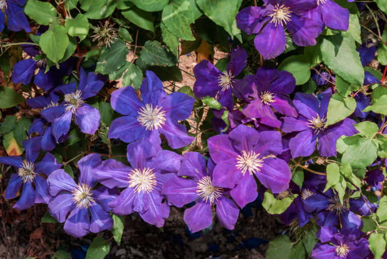 Clematis Die richtige Unterpflanzung für die Waldrebe