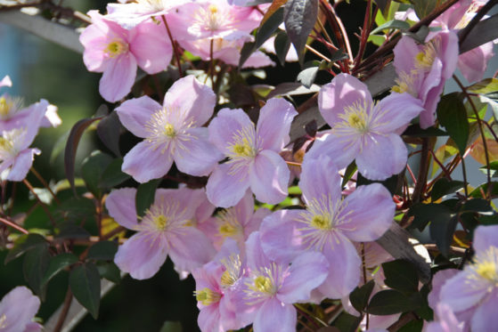 Clematis Sorten der Schnittgruppe 1 richtig schneiden (Waldrebe)