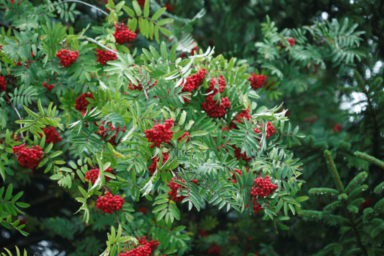 Die Pflanzenfamilie der Butterblume Das sind ihre Merkmale