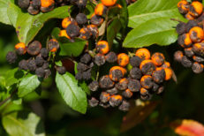 Heidelbeeren Krankheiten erkennen und behandeln