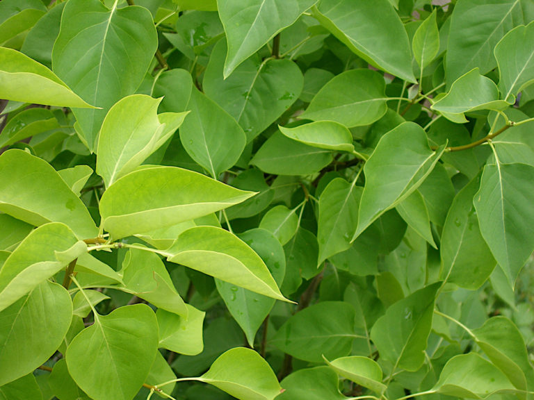 Flieder bekommt braune Blätter Diese Maßnahmen sind zu ergreifen