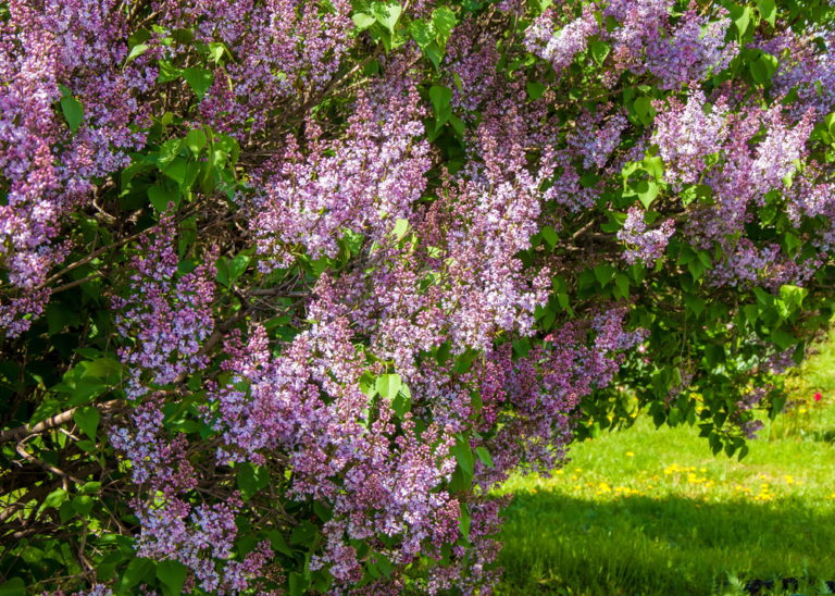 Flieder im Kübel halten Sorten, Pflegetipps und mehr