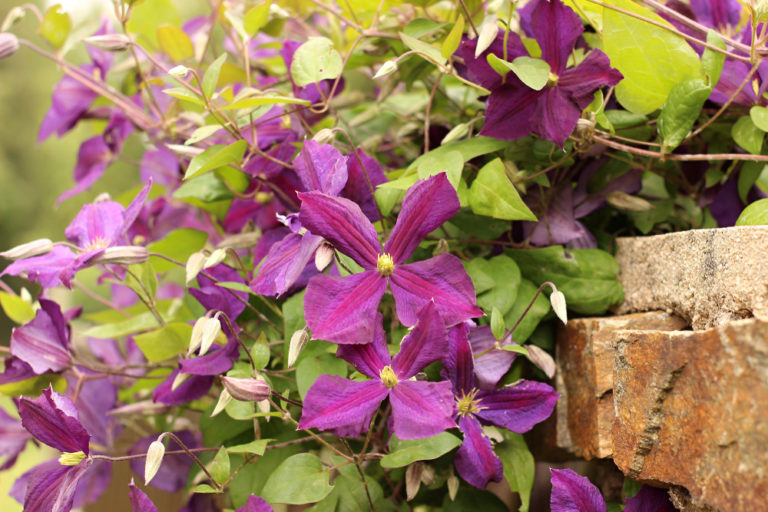 Clematis Die richtige Unterpflanzung für die Waldrebe