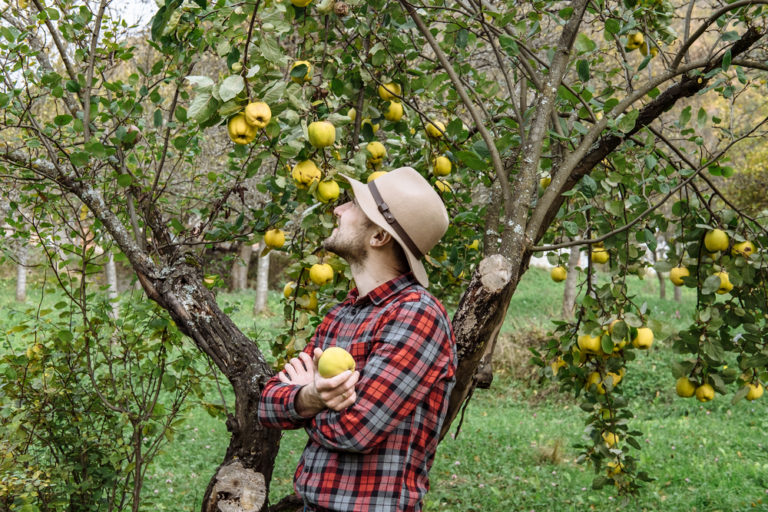 Quittenbaum schneiden Bilder:  A Creative Journey with Fruit and Scissors!