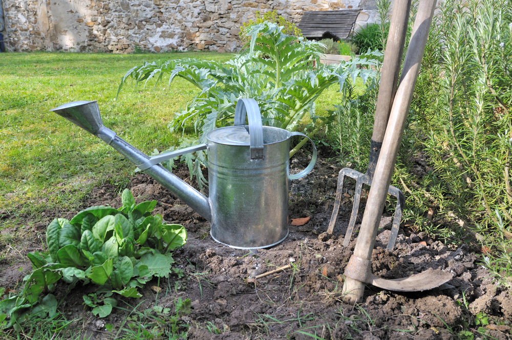 artischocken-garten