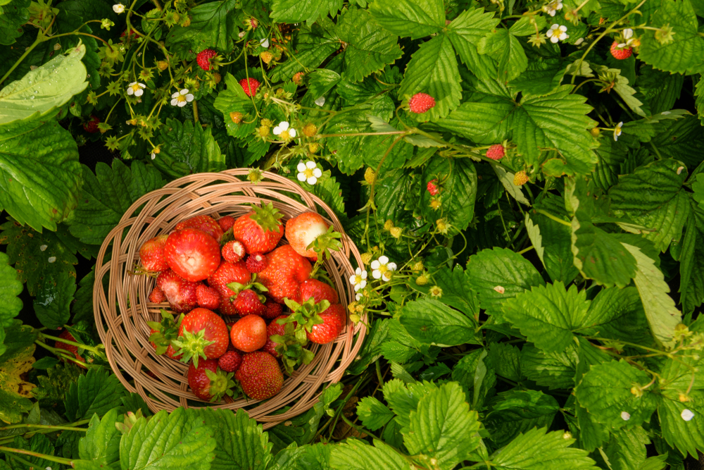 bodendecker-erdbeeren