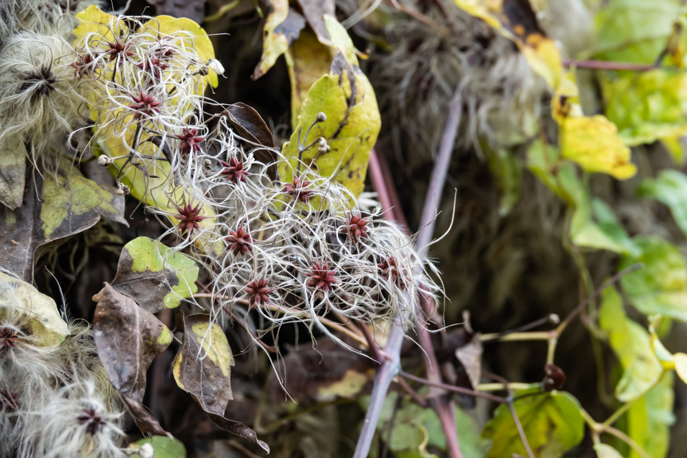 clematis-wird-braun