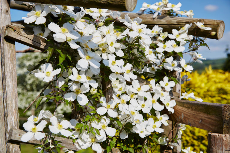 Clematis zurückschneiden oder nicht Was ist besser?