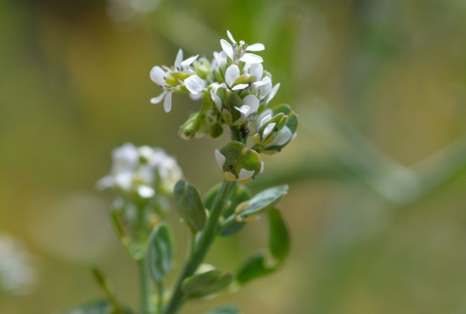 gartenkresse-bluete