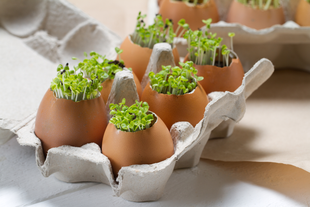 gartenkresse-steckbrief