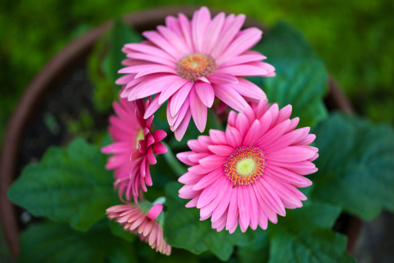 Gerbera im Garten kultivieren Das braucht die Pflanze