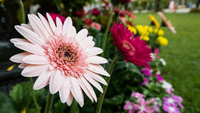 Gerbera Pflege Draussen