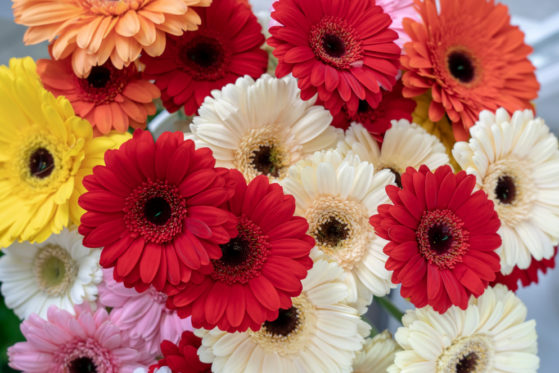 Gerbera im Garten kultivieren Das braucht die Pflanze