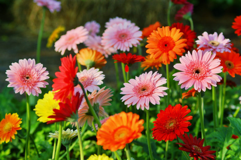 Gerbera im Garten kultivieren Das braucht die Pflanze