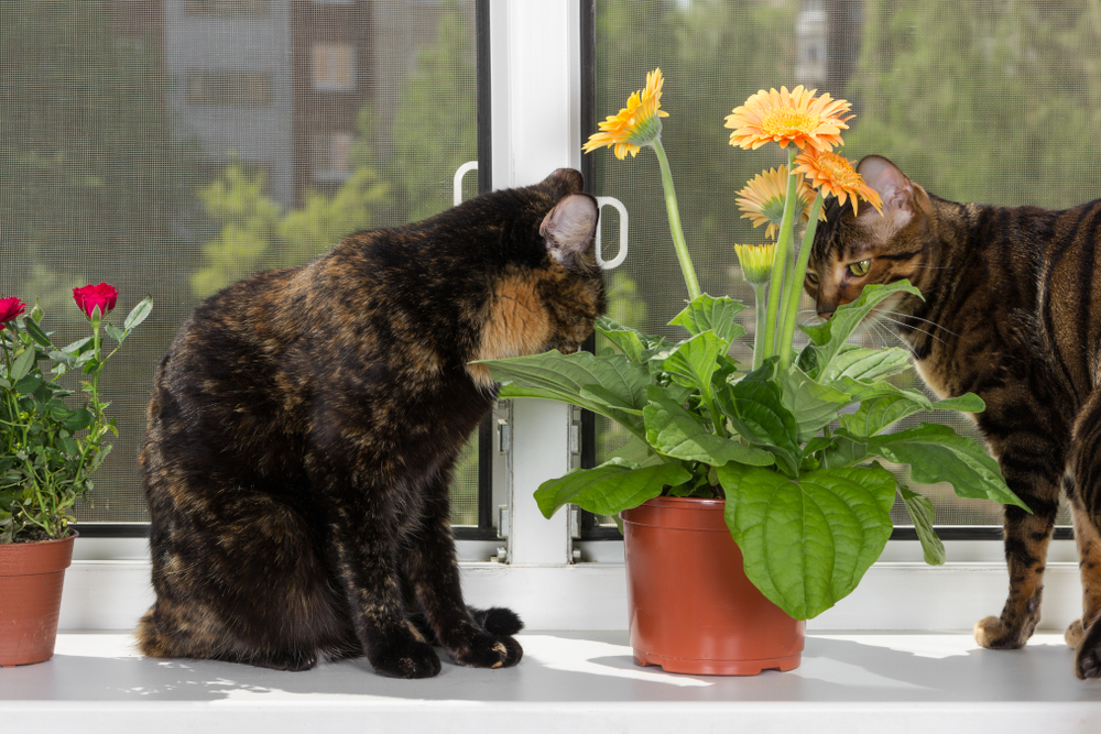 gerbera-katzen