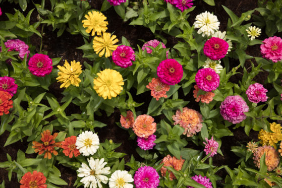 Gerbera pflegen So fühlt sich die Zierpflanze rundum wohl