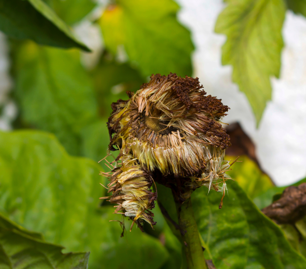 gerbera-samen