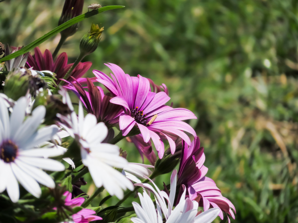 gerbera-standort