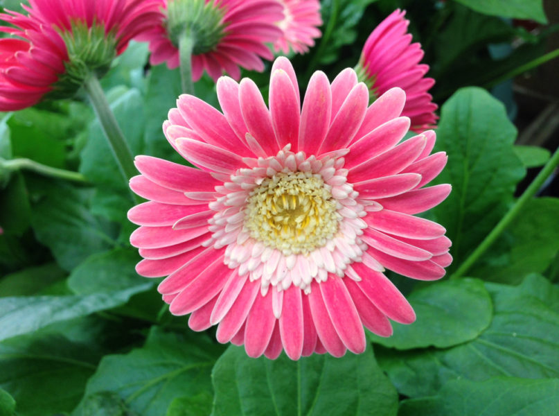 Gerbera im Garten kultivieren Das braucht die Pflanze