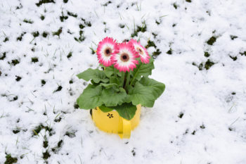 gerbera-winterhart