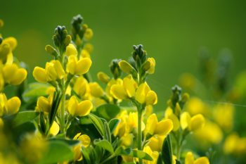 gruenduengung-lupinen