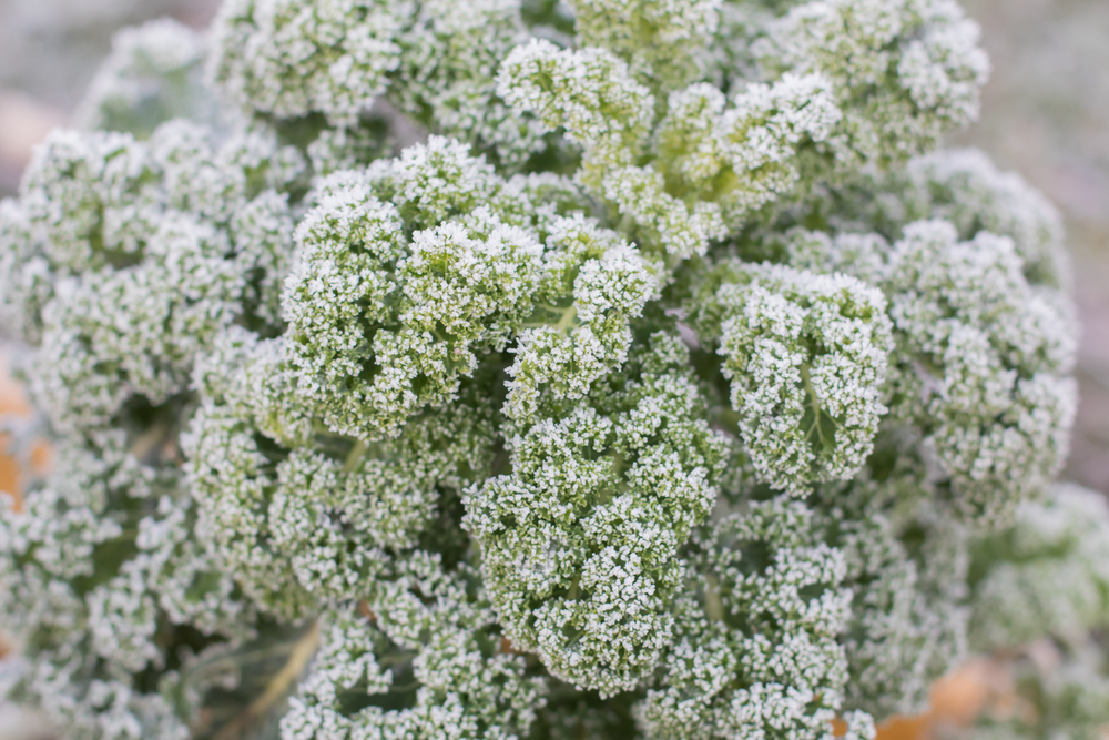 Grunkohl Wann Ist Erntezeit Vom Winterkohl