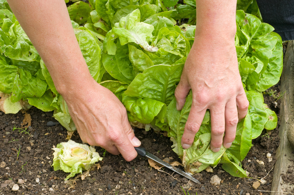 kopfsalat-erntezeit