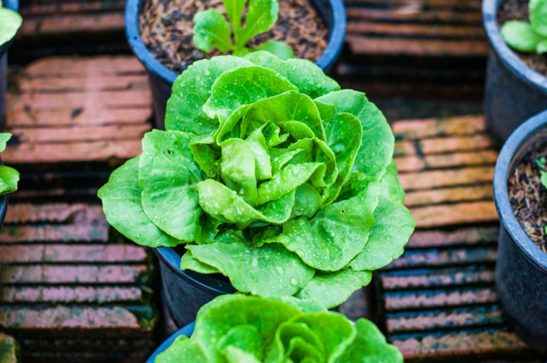 Kopfsalat pflanzen Welcher Abstand ist einzuhalten?
