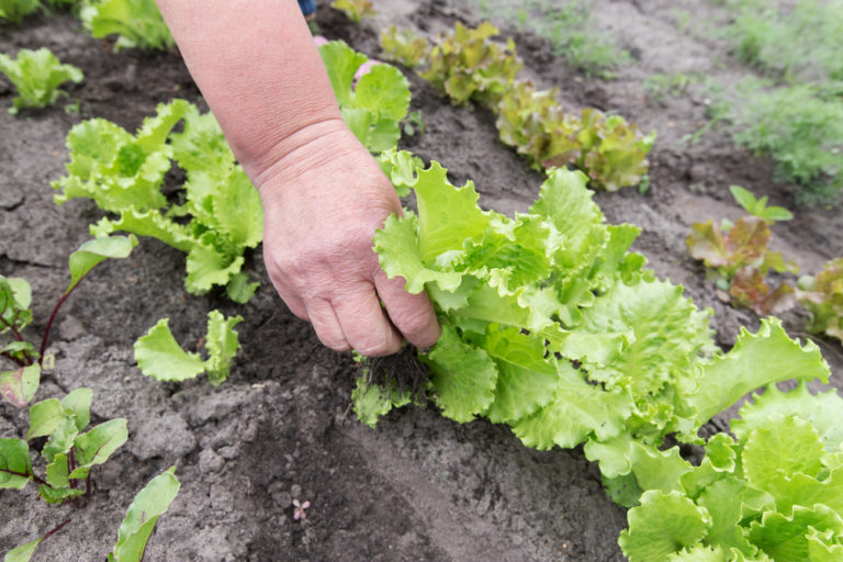 Kopfsalat pflanzen Welcher Abstand ist einzuhalten?