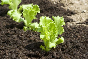 kopfsalat-selber-ziehen