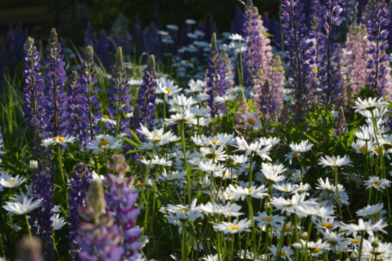 Lupinen pflanzen So bauen Sie die Zierpflanze im Garten