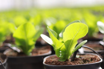 pak-choi-anbau