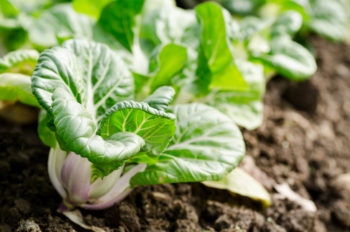 pak-choi-aussaat