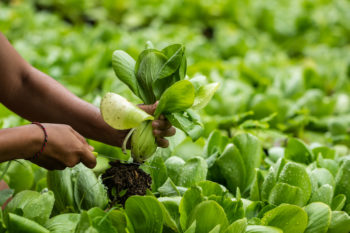 pak-choi-ernten